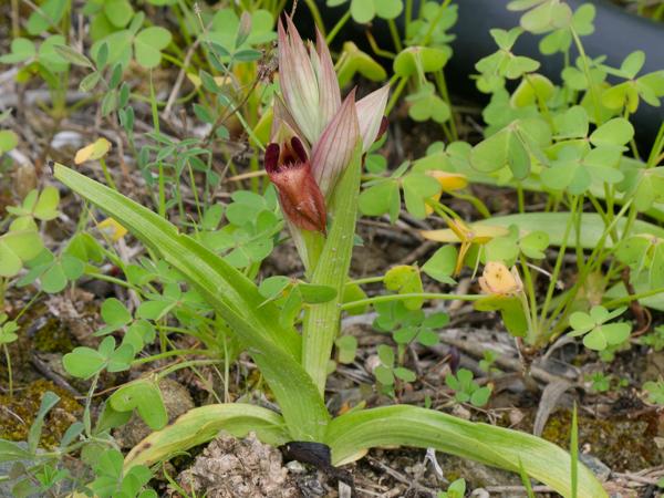 <h3><a href="/trips/kreta/biota/plantae/tracheophyta/liliopsida/asparagales/orchidaceae/serapias orientalis/serapias orientalis-nl.html">Serapias&nbsp;orientalis</a> / Eastern&nbsp;tongue&nbsp;orchid / Oostelijke&nbsp;tongorchis</h3>OM-1 Mark II met OLYMPUS M.150-400mm F4.5, 1/500 sec  bij F9.0, ISO 2000, afstand 2.44&nbsp;m
